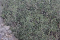 Azima tetracantha