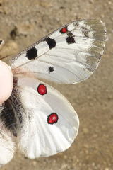 Parnassius phoebus