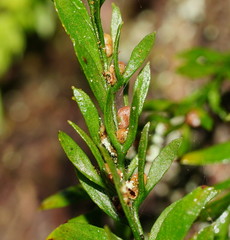 Tmesipteris parva