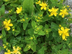 Hypericum kamtschaticum