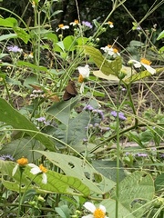 Caltoris cahira austeni