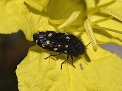 Acmaeodera condita