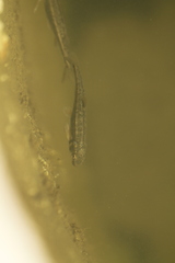 Phoxinus septimaniae