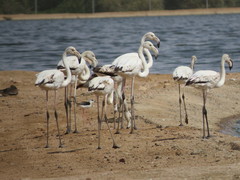 Phoenicopterus roseus
