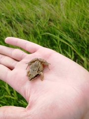 Rana arvalis