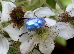 Hoplia coerulea