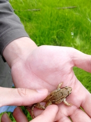 Rana arvalis