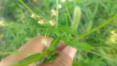 Erigeron annuus