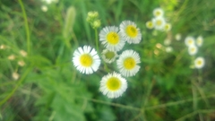 Erigeron annuus