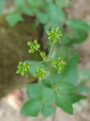 Thaspium