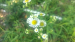 Erigeron annuus