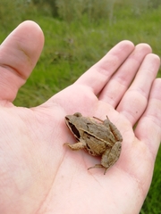 Rana arvalis