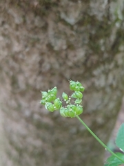 Thaspium
