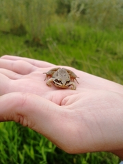 Rana arvalis