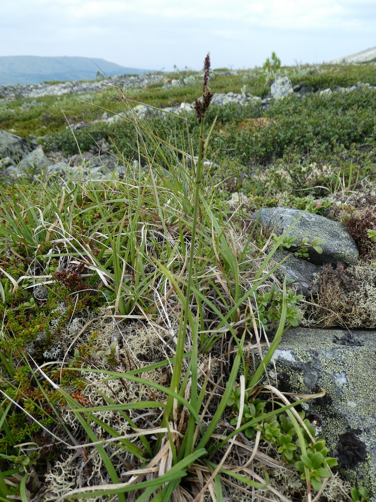 Bigelow's sedge from г. Карпинск, Свердловская обл., Россия on July 21