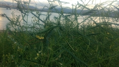 Sesbania cannabina