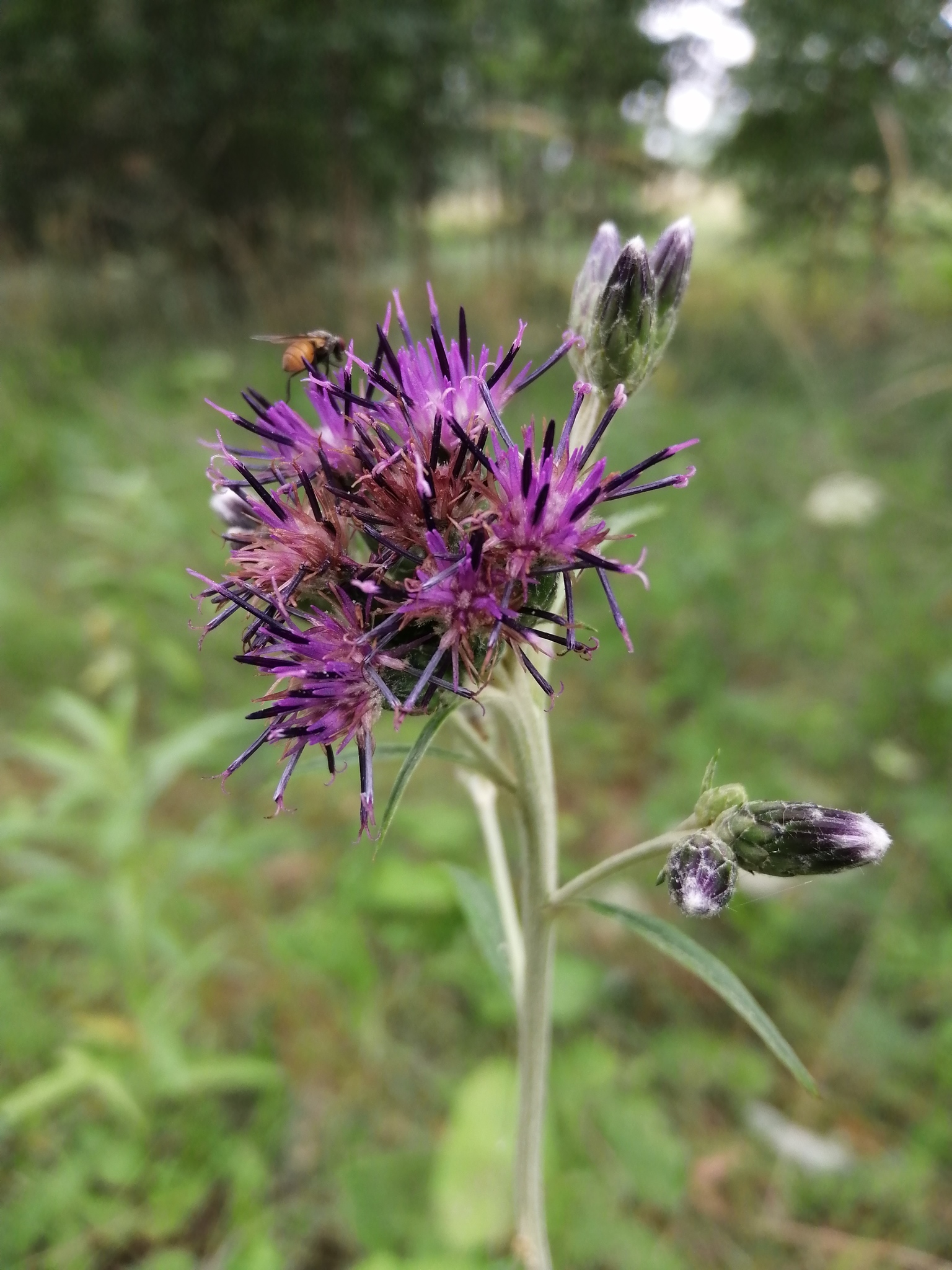 Saussurea