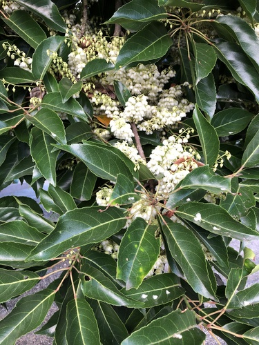 Elaeocarpus serratus