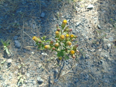 Pentanema squarrosum