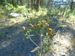 Pentanema squarrosum