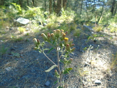 Pentanema squarrosum