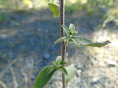 Pentanema squarrosum