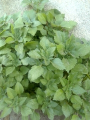 Melissa officinalis altissima