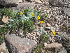 Jacobaea insubrica