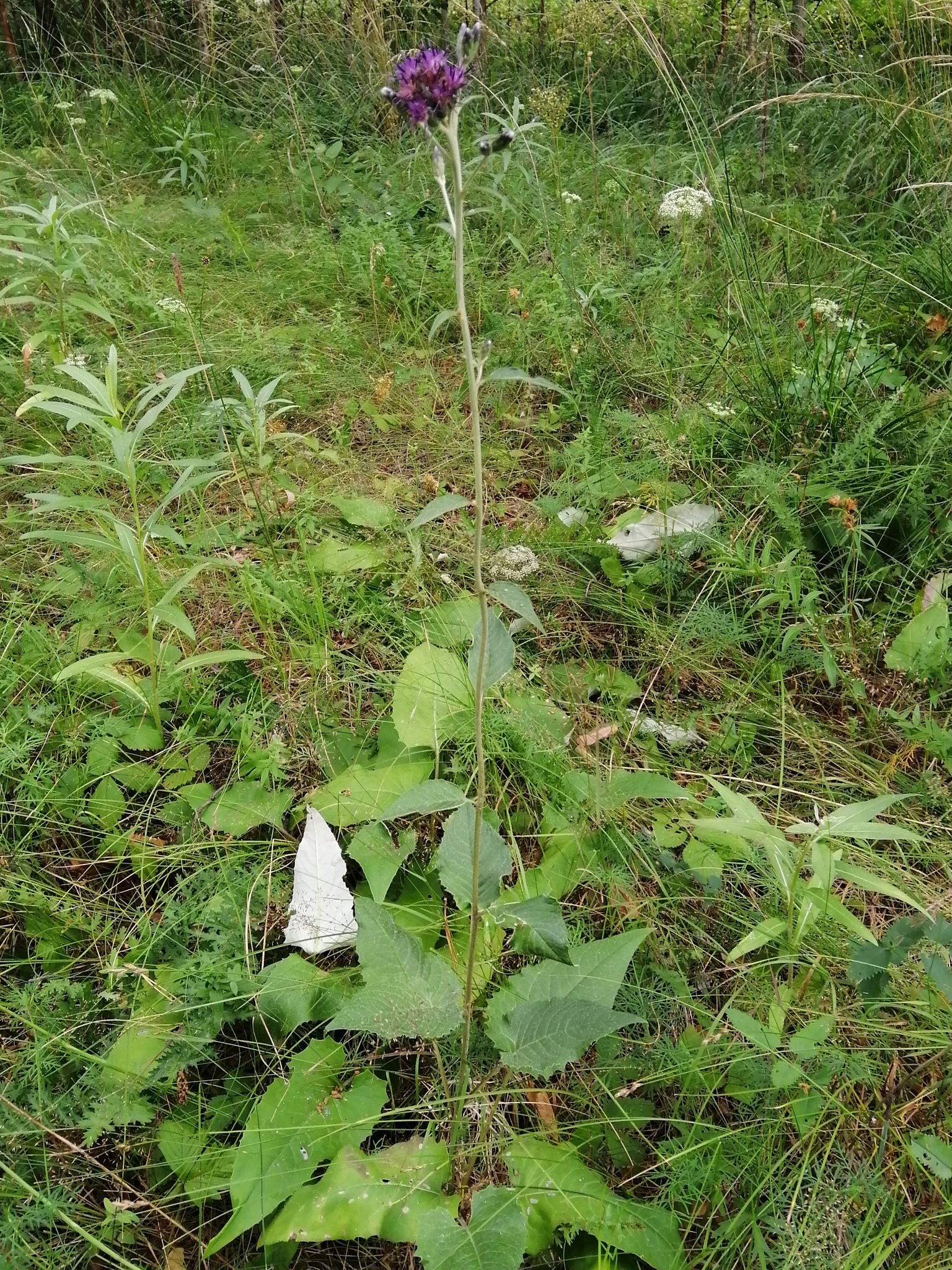 Saussurea