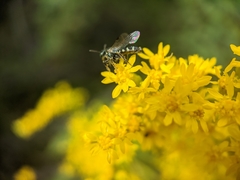 Perdita octomaculata