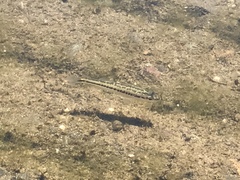 Micropterus salmoides