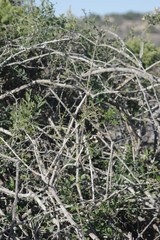 Azima tetracantha