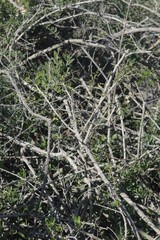 Azima tetracantha