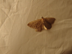 Philereme vetulata