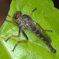 Neoitamus flavofemoratus