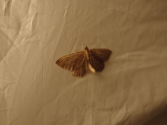Philereme vetulata