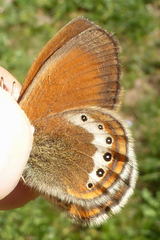 Coenonympha gardetta