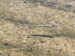 Micropterus salmoides