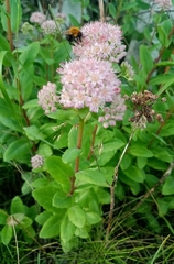 Hylotelephium telephium