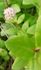 Hylotelephium telephium