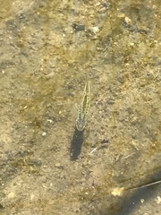 Micropterus salmoides