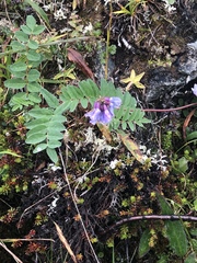 Astragalus norvegicus