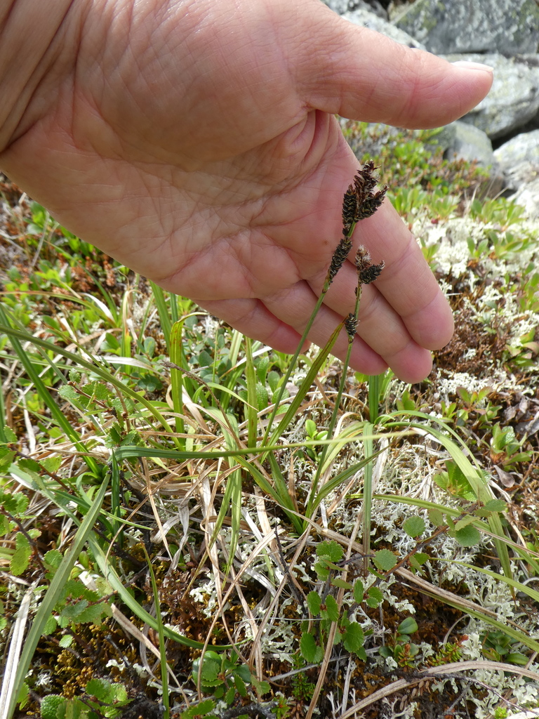 Bigelow's sedge from г. Карпинск, Свердловская обл., Россия on July 21