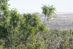 Azima tetracantha