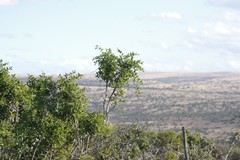 Azima tetracantha