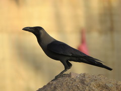 Corvus splendens