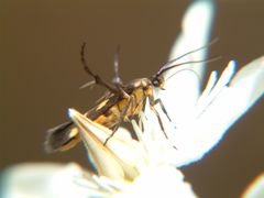 Eretmocera