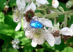 Hoplia coerulea