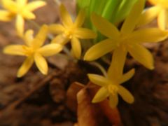 Curculigo orchioides