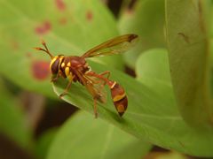 Monoceromyia eumenioides